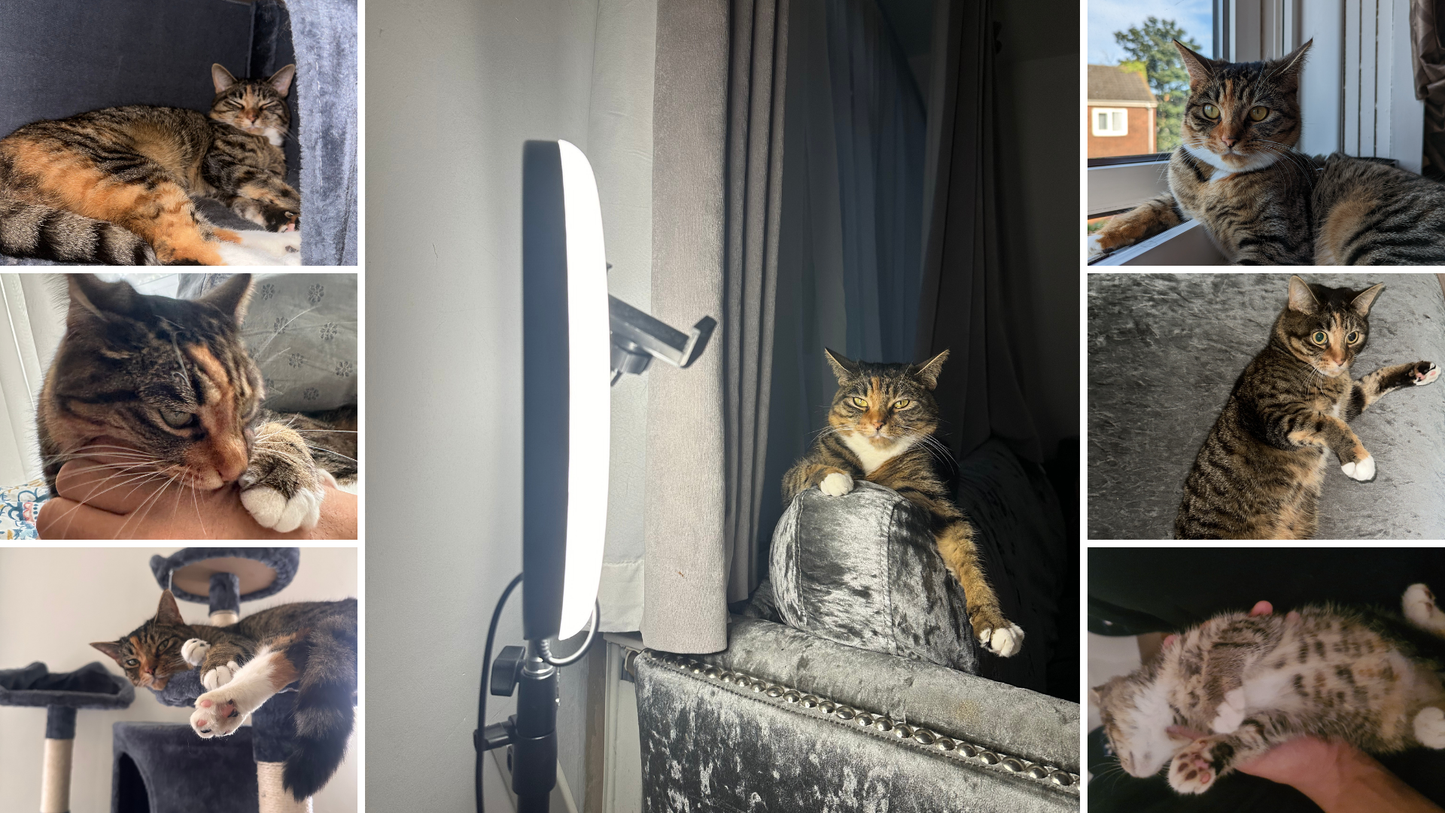 The Ultimate Cat Diet Guide